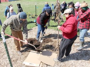 Participants work together to plant a tree