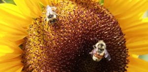 carousel-bees-on-sunflower