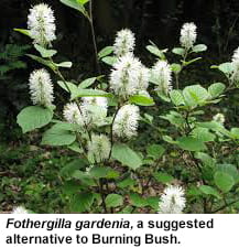 fothergilla gardenii image
